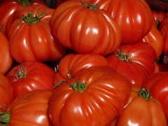 tomatoes-9358_640